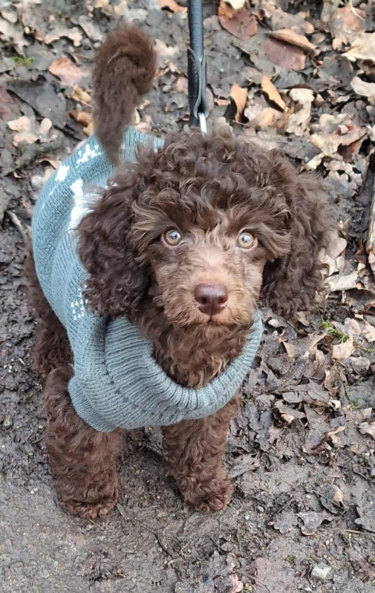 Brauner Pudel in grauem Pullover steht auf dem Boden zwischen Laub.