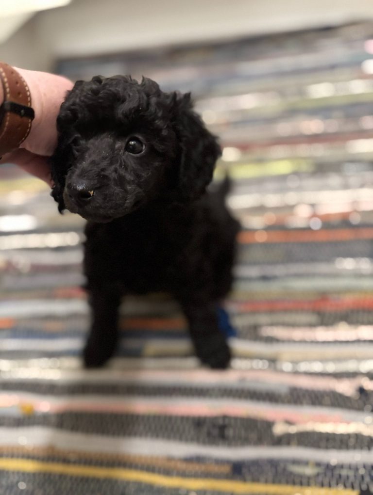 Schwarzer Pudelwelpe steht auf einem Teppich mit bunten Streifen.