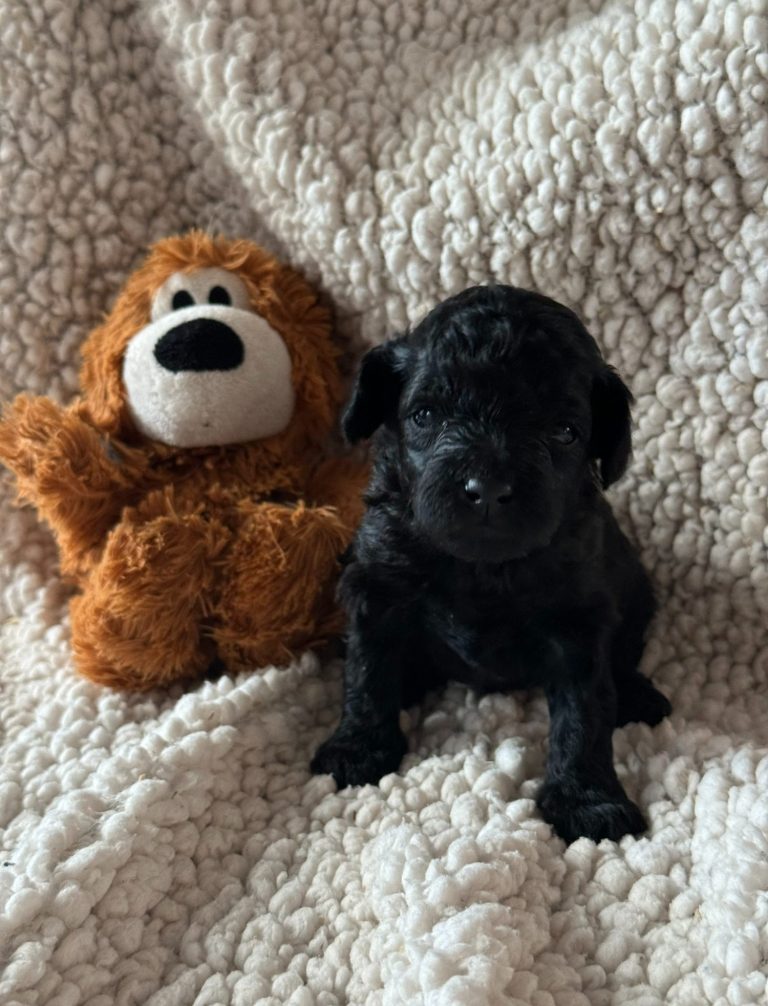 Schwarzer Welpe sitzt neben einem kuscheligen, braunen Plüschhund auf einem weichen Hintergrund.
