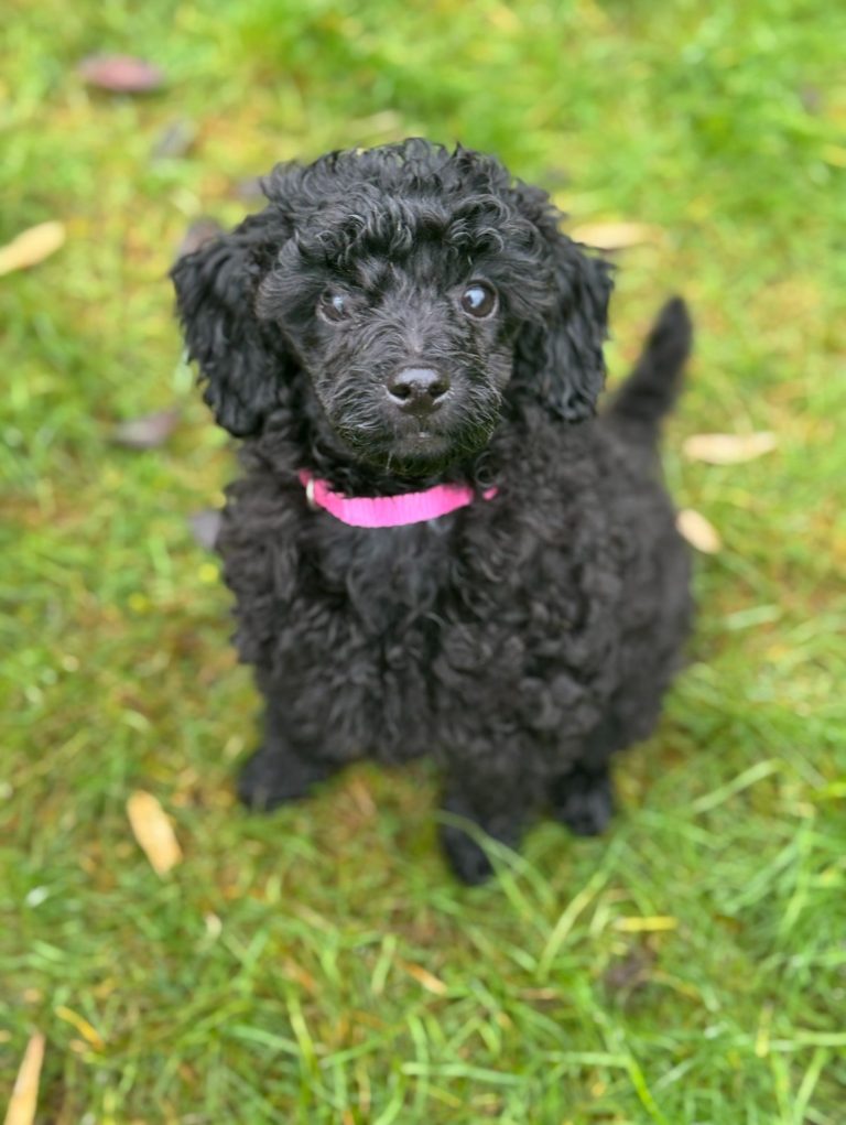 Schwarzer, lockiger Hund mit rosa Halsband auf grünem Gras.