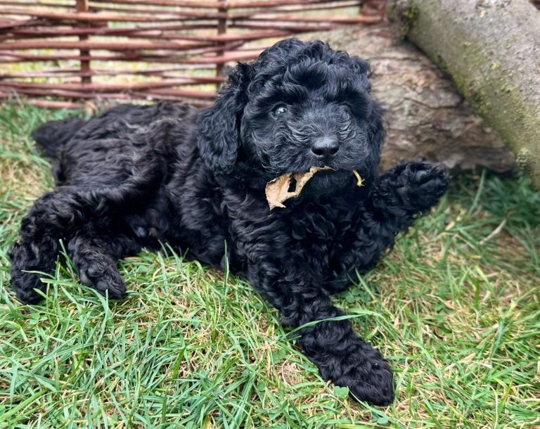 Ein black-merle Welpe sitzt zwischen Pflanzen auf der Erde.